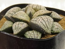 ■[W074]NGOピクタ×OZ大型　実生　未繁殖　ヤマト運輸 【多肉植物　Haworthia　ハオルチア　ハオルシア】_画像3