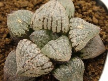 ■[W060]OZクリアダルマ×ピクタNo119　実生　未繁殖　ヤマト運輸 【多肉植物　Haworthia　ハオルチア　ハオルシア】_画像1