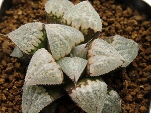 ■[W062]夕焼けバディア×チェリーブロッサム　実生　未繁殖　ヤマト運輸 【多肉植物　Haworthia　ハオルチア　ハオルシア】