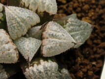 ■[W062]夕焼けバディア×チェリーブロッサム　実生　未繁殖　ヤマト運輸 【多肉植物　Haworthia　ハオルチア　ハオルシア】_画像2