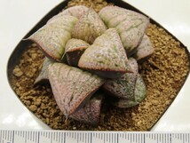 ■[W059]GM452 IK No.2×GM452-TM　実生　未繁殖　ヤマト運輸 【多肉植物　Haworthia　ハオルチア　ハオルシア】_画像4