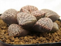 ■[W058]ピクタ　実生　未繁殖　ヤマト運輸 【多肉植物　Haworthia　ハオルチア　ハオルシア】_画像3