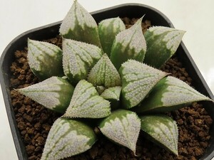 ■[W116]京の恋×ティファニーS(白)　実生　未繁殖　ヤマト運輸 【多肉植物　Haworthia　ハオルチア　ハオルシア】