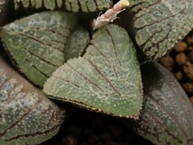 ■[W114]ナイトメア×白瑠璃パルナシウス　実生　未繁殖　ヤマト運輸 【多肉植物　Haworthia　ハオルチア　ハオルシア】_画像2