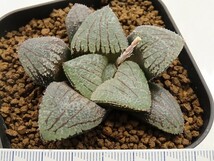 ■[W114]ナイトメア×白瑠璃パルナシウス　実生　未繁殖　ヤマト運輸 【多肉植物　Haworthia　ハオルチア　ハオルシア】_画像4