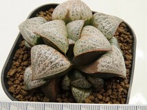 ■[W111]DenselyFlecked×特選スプレンデンス　実生　未繁殖　ヤマト運輸 【多肉植物　Haworthia　ハオルチア　ハオルシア】_画像6