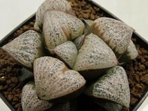 ■[W111]DenselyFlecked×特選スプレンデンス　実生　未繁殖　ヤマト運輸 【多肉植物　Haworthia　ハオルチア　ハオルシア】_画像1