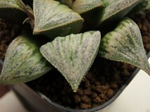 ■[W110]紫蝉S×ティファニー　実生　未繁殖　ヤマト運輸 【多肉植物　Haworthia　ハオルチア　ハオルシア】_画像2