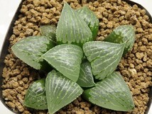 ■[W056]星砂ツタンカーメン実生×Lily bouquet　実生　未繁殖　ヤマト運輸 【多肉植物　Haworthia　ハオルチア　ハオルシア】_画像1