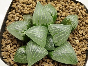 ■[W056]星砂ツタンカーメン実生×Lily bouquet　実生　未繁殖　ヤマト運輸 【多肉植物　Haworthia　ハオルチア　ハオルシア】