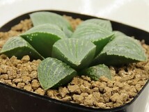 ■[W056]星砂ツタンカーメン実生×Lily bouquet　実生　未繁殖　ヤマト運輸 【多肉植物　Haworthia　ハオルチア　ハオルシア】_画像3