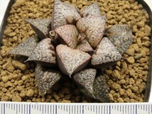 ■[W048]Nice parent×雪景色　実生　未繁殖　ヤマト運輸 【多肉植物　Haworthia　ハオルチア　ハオルシア】_画像4