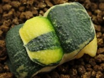 ■[W039]岡野臥牛×スポット臥牛　ヤマト運輸 【多肉植物　Haworthia　ハオルチア　ハオルシア】_画像1