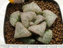 ■[W041]実方スプレンデンス×OP-IH-No2　実生　未繁殖　ヤマト運輸 【多肉植物　Haworthia　ハオルチア　ハオルシア】_画像4