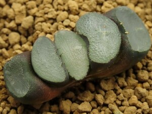 ■[W038]ブルーレンズ　ヤマト運輸 【多肉植物　Haworthia　ハオルチア　ハオルシア】