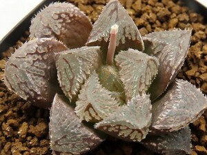 ■[W031]魔剣　ヤマト運輸 【多肉植物　Haworthia　ハオルチア　ハオルシア】