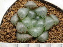 ■[W030]仏頭玉　ヤマト運輸 【多肉植物　Haworthia　ハオルチア　ハオルシア】_画像2