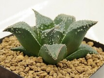 ■[W015]武蔵　ヤマト運輸 【多肉植物　Haworthia　ハオルチア　ハオルシア】_画像3