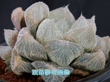 ■[W021]九尾狐　ヤマト運輸 【多肉植物　Haworthia　ハオルチア　ハオルシア】_画像6