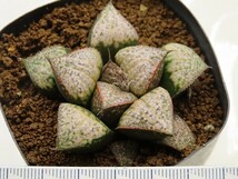 ■[W018]プラチナムレッド実生　G.Marx　ヤマト運輸 【多肉植物　Haworthia　ハオルチア　ハオルシア】_画像2