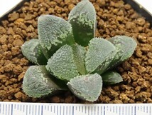 ■[W009]クリスタルシュガー　ヤマト運輸 【多肉植物　Haworthia　ハオルチア　ハオルシア】_画像3