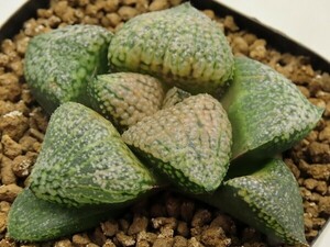 ■[W012]ピクタ(YA)　ヤマト運輸 【多肉植物　Haworthia　ハオルチア　ハオルシア】