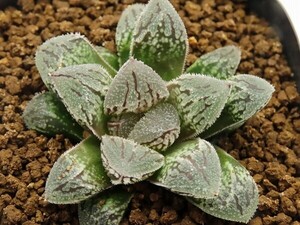 ■[W008]クリスティ　ヤマト運輸 【多肉植物　Haworthia　ハオルチア　ハオルシア】