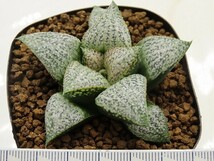 ■[W007]splendens スプレンデンス　06-298-3　ヤマト運輸 【多肉植物　Haworthia　ハオルチア　ハオルシア】_画像3