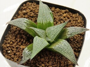 ■[W005]アルミナムスター　ヤマト運輸 【多肉植物　Haworthia　ハオルチア　ハオルシア】