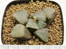 ■[W002]岸山氏ベイエリ　ヤマト運輸 【多肉植物　Haworthia　ハオルチア　ハオルシア】_画像2