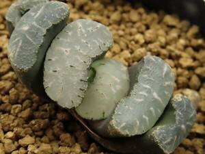 ■[W001]積乱雲　ヤマト運輸 【多肉植物　Haworthia　ハオルチア　ハオルシア】