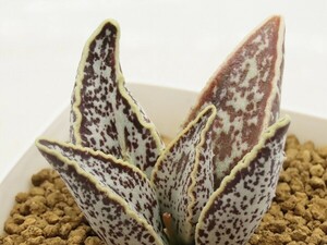 ■[W198]marianae Clanwilliam#1　クランウィリアム#1　ヤマト運輸 【多肉植物　Adromischus アドロミスクス】