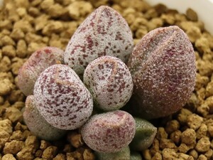 ■[W196]immaculatus Silver form　シルバーフォーム　ヤマト運輸 【多肉植物　Adromischus アドロミスクス】