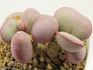 ■[W194]marianae Hallii Avios Mountain アビオスマウンテン　ヤマト運輸 【多肉植物　Adromischus アドロミスクス】