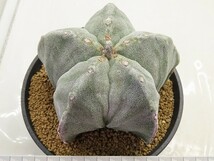 ■[W190]strongilogonum　山川ストロンギ実生　実生　正木　ヤマト運輸 【多肉植物　Astrophytum　アストロフィツム】_画像8