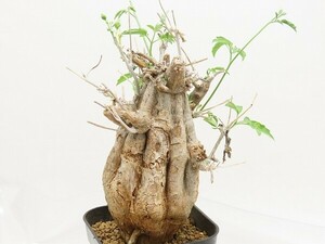 ■[W188]rostrata　Northern form　ロストラータ　去年輸入　ヤマト運輸 【多肉植物　Momordica　モモルディカ】