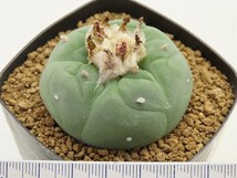 ■[W185]fricii 銀冠玉(綴化実生)　実生苗　正木　ヤマト運輸 【多肉植物　サボテン　Lophophora　ロフォフォラ】_画像4