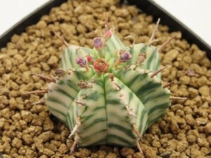 ■[W176]meliformis variegata　メロフォルミス錦　ヤマト運輸 【多肉植物　Euphorbia ユーフォルビア】