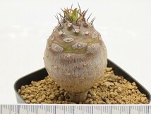 ■[W175]pachypodioides　パキポディオイデス　実生苗　ヤマト運輸 【多肉植物　Euphorbia ユーフォルビア】_画像3