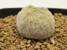 ■[W173]cubiformis　クビフォルミス　実生苗　ヤマト運輸 【多肉植物　Pseudolithos プセウドリトス】_画像2