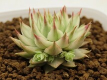 ■[W161]mettenianum variegata　メテニアナム錦　ヤマト運輸 【多肉植物　Sempervivum　センペルビウム】_画像3