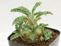 ■[W159]lavrani　ラブラニー　実生苗　ヤマト運輸 【多肉植物　Dorstenia　ドルステニア】_画像2