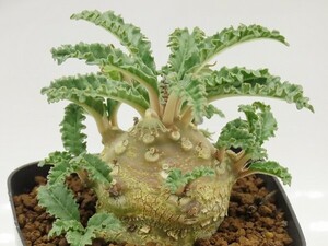 #[W159]lavrani Rav la knee real raw seedling Yamato Transport [ succulent plant Dorstenia dollar stereo nia]