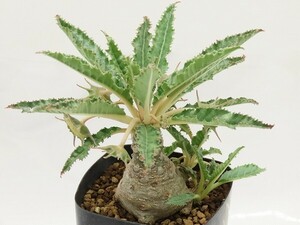 ■[W158]horwoodii hyb　ホルウッディ交配　実生苗　ヤマト運輸 【多肉植物　Dorstenia　ドルステニア】