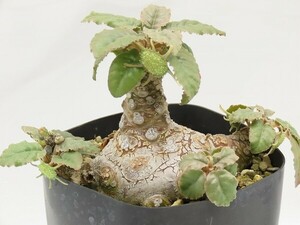 ■[W157]foetida　モンスター実生　実生苗　ヤマト運輸 【多肉植物　Dorstenia　ドルステニア】