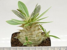 ■[W153]ebur-densi　エブレデンシ実生　実生苗　ヤマト運輸 【多肉植物　Pachypodium　パキポディウム】_画像5