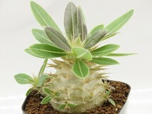 ■[W153]ebur-densi　エブレデンシ実生　実生苗　ヤマト運輸 【多肉植物　Pachypodium　パキポディウム】_画像1