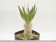 ■[W150]inopinatum　イノピナツム　実生苗　ヤマト運輸 【多肉植物　Pachypodium　パキポディウム】_画像4