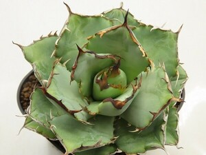 ■[W146]titanota Filigree　フィリグリー　ヤマト運輸 【多肉植物　Agave　アガベ】