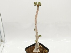 #[W145]gypsophilajipso filler real raw seedling Yamato Transport [ succulent plant Dorstenia dollar stereo nia]